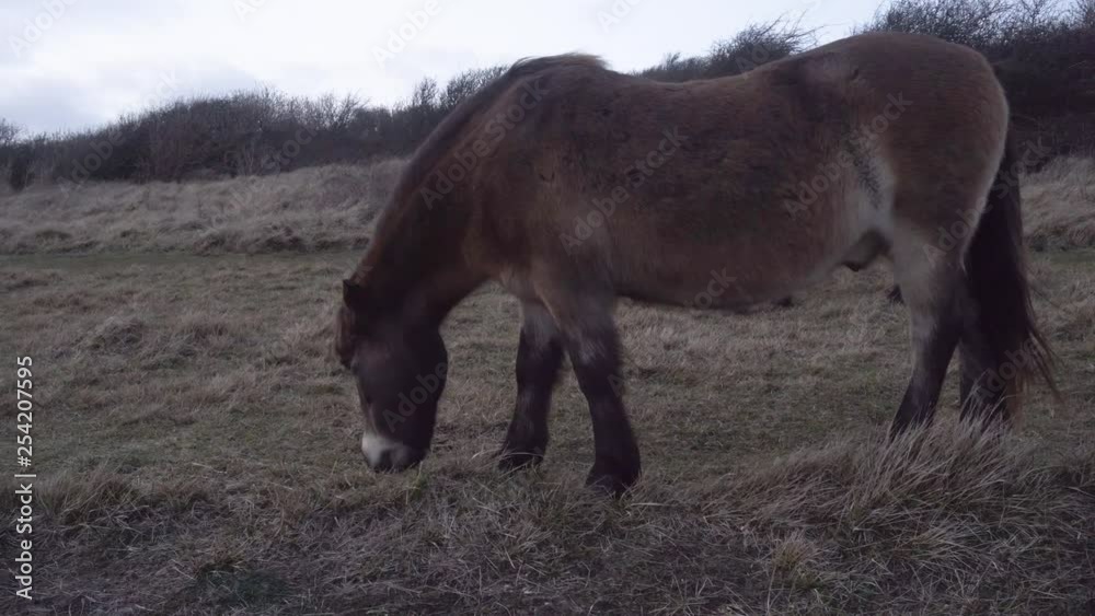 Exmoor ponies grazing on White Cliffs of Dover on a grey cloudy day Exmoor ponies grazing on White Cliffs of Dover on a grey cloudy day
