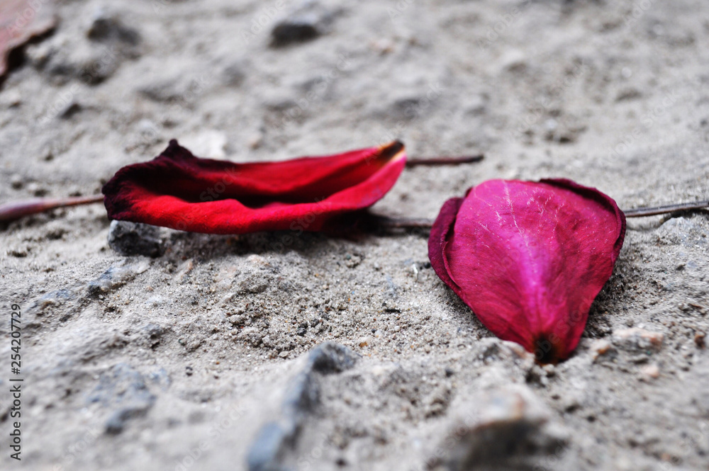 red rose on a wooden background red rose on a wooden background