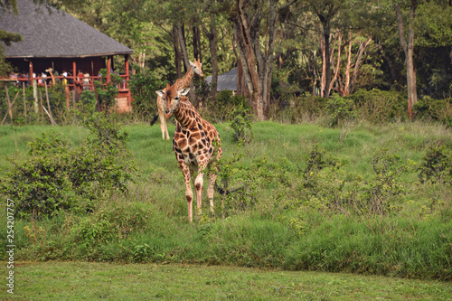 Photography giraffe in kenya