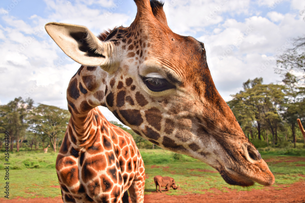Obraz premium portrait of giraffe