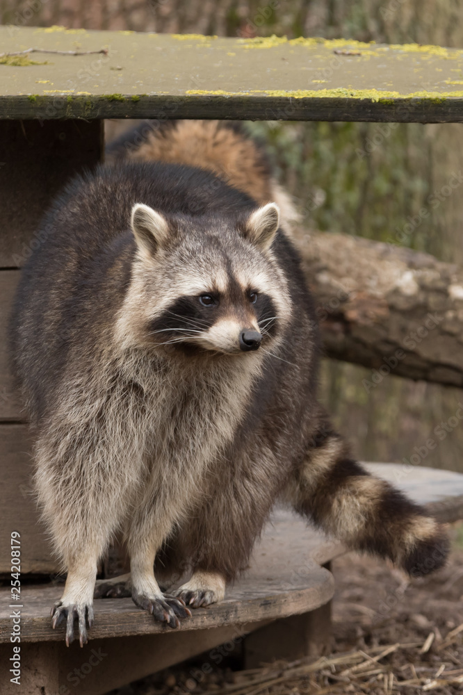 Fototapeta premium Waschbär