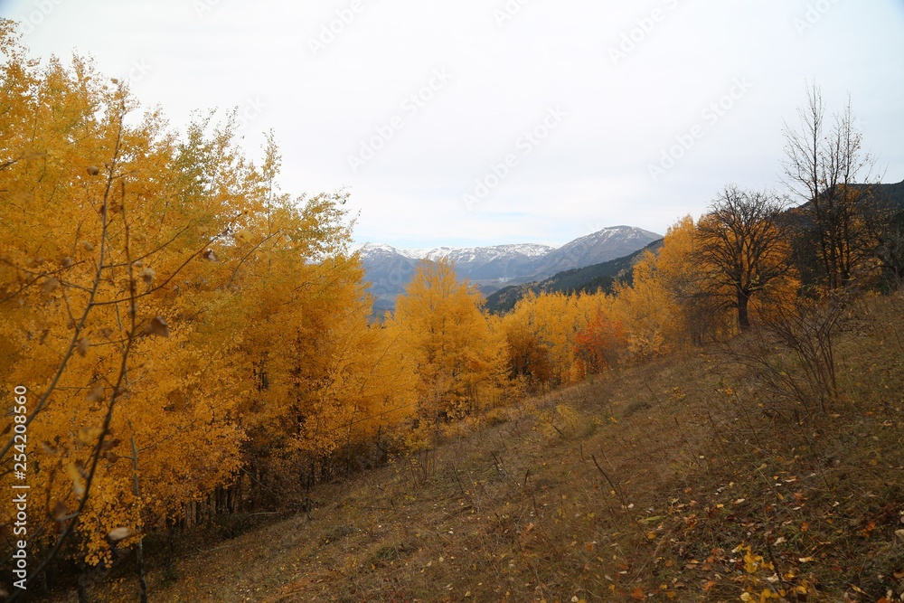 Autumn forest and village photos.artvin turkey 