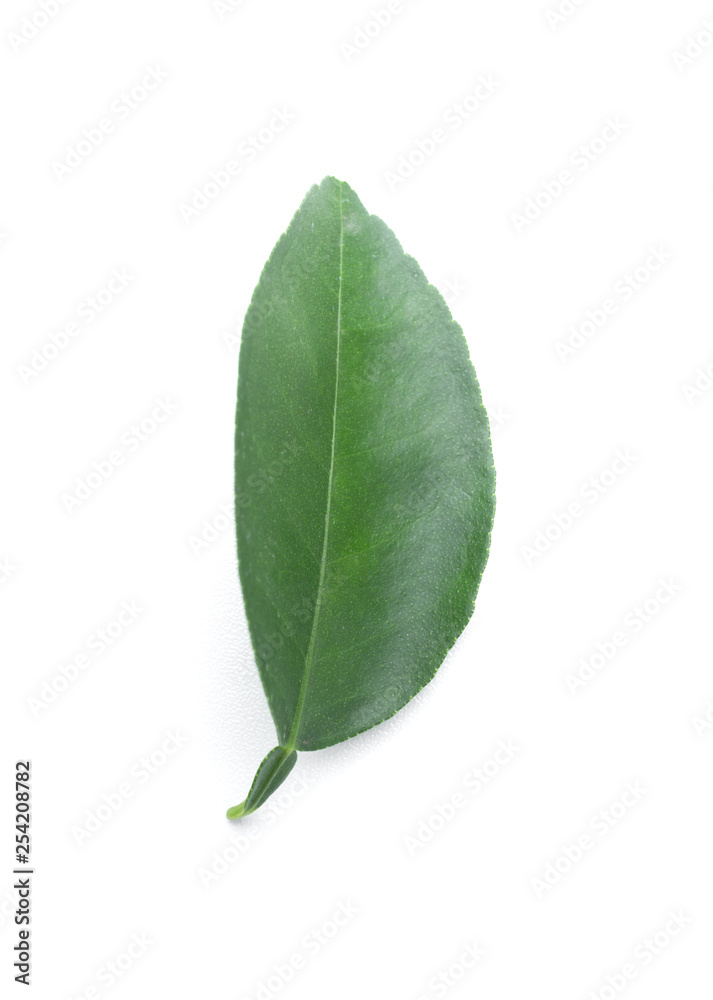 Obraz premium Green leaf isolated on the white background