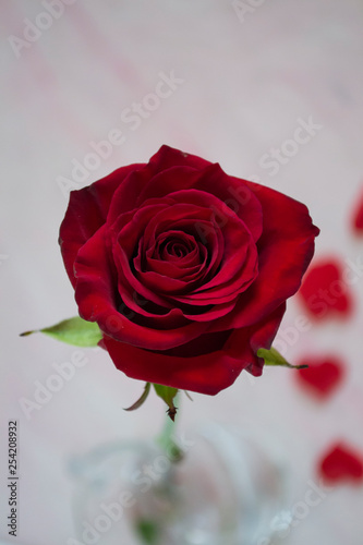 Red rose macro shot.