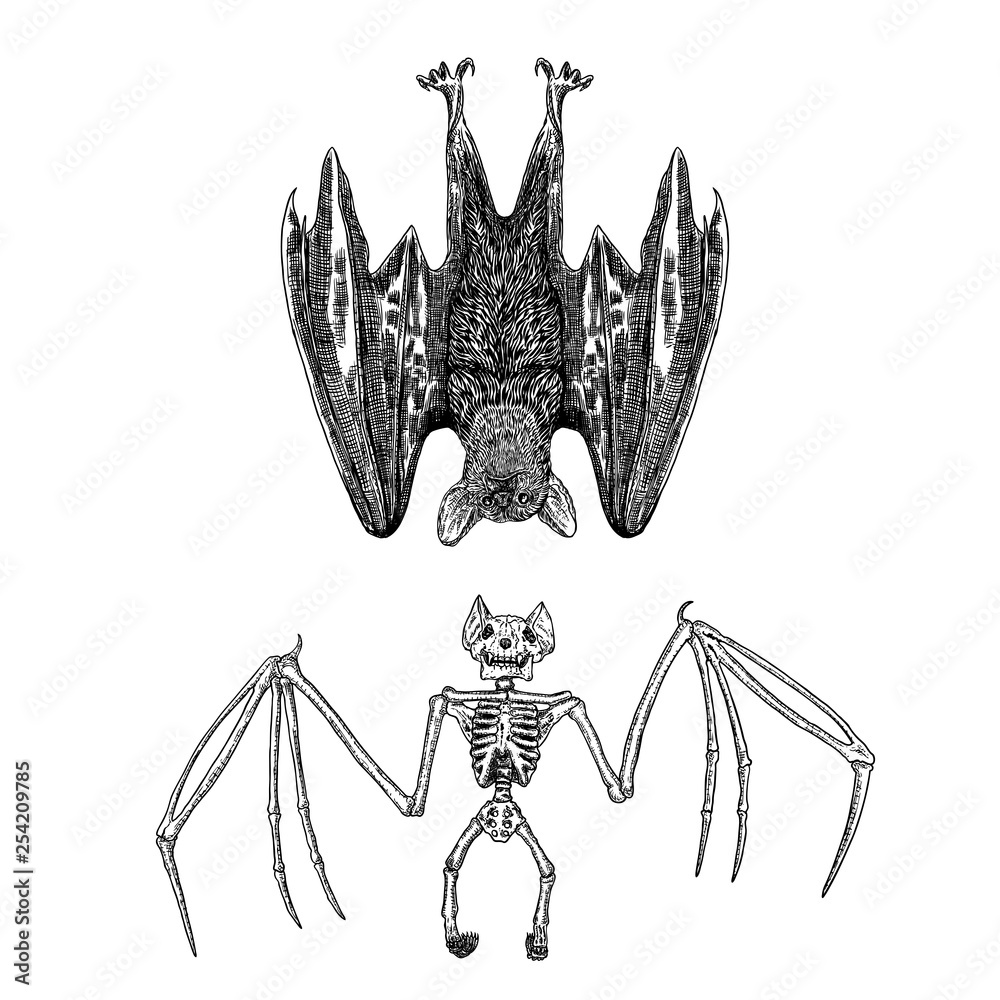 Bat and bat skeleton set drawing. Gothic illustration of aggressive