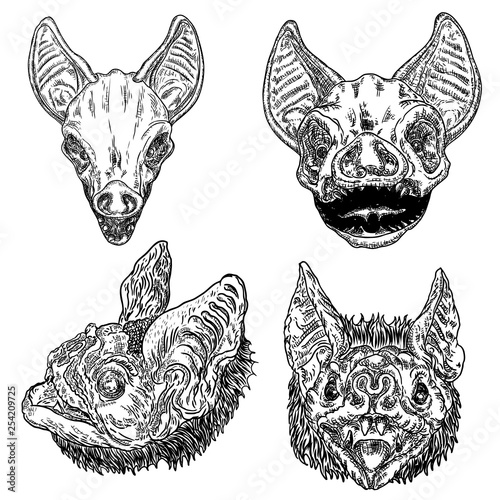 Set of bat heads or faces,  witchcraft magic, occult attributes decorative elements of gothic vampires. Set for Halloween.