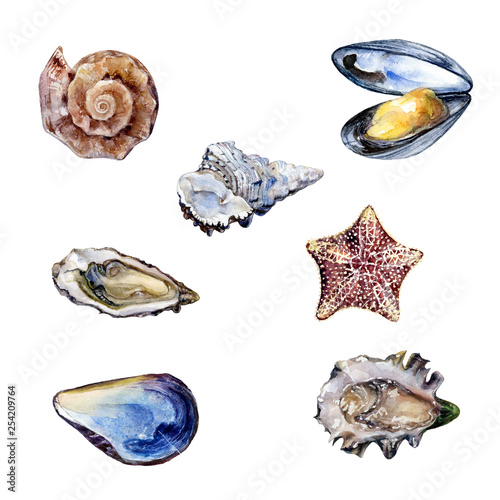 Watercolor hand drawn illustration of seashell, mollusk, starfish.