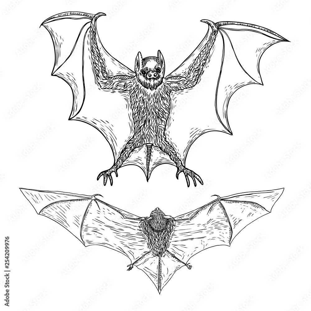 Set of aggressive flying bats with open wings drawing. Gothic illustration  of monsters for the Halloween. Occult attributes decorative elements. Night  creatures with fangs. Flying vampires. Vector. Stock Vector | Adobe Stock