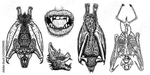 Bat drawing upside down. Gothic illustration of monsters for the Halloween. Witchcraft magic, occult attributes decorative elements. Drawing of night creatures. Flying aggressive vampire. Vector.