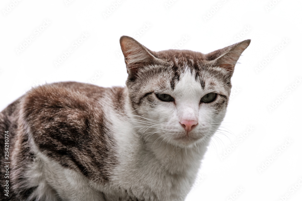 Cute cat looking down isolated on white background ,focus on face.