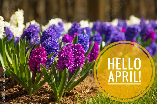 Banner hello april. Hi spring. Hello April. Welcome card We are waiting for the new spring month. The second month of spring.