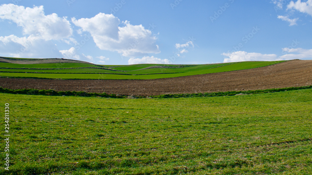 green field and blue sky