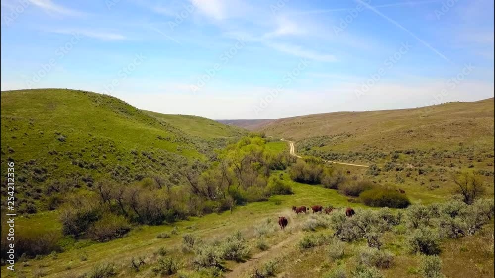 Follow the herd down this lazy cattle trail, captured in 4K. Great for that themed presentation, storytelling or quality B-Roll. Follow the herd down this lazy cattle trail, captured in 4K. Great for that themed presentation, storytelling or quality B-Roll.
