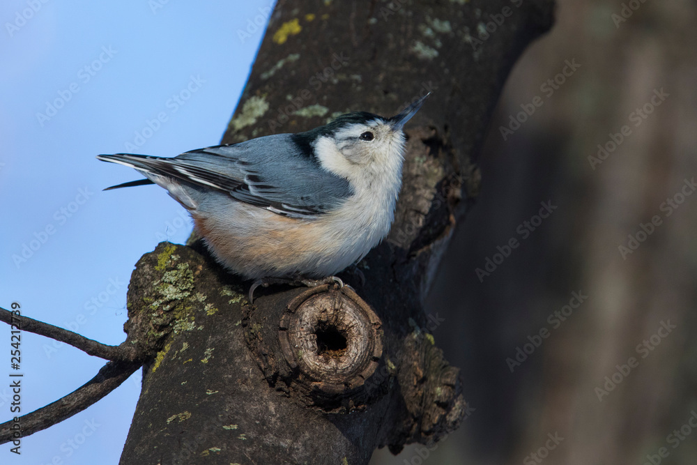 Fototapeta premium White-breasted Nuthatches