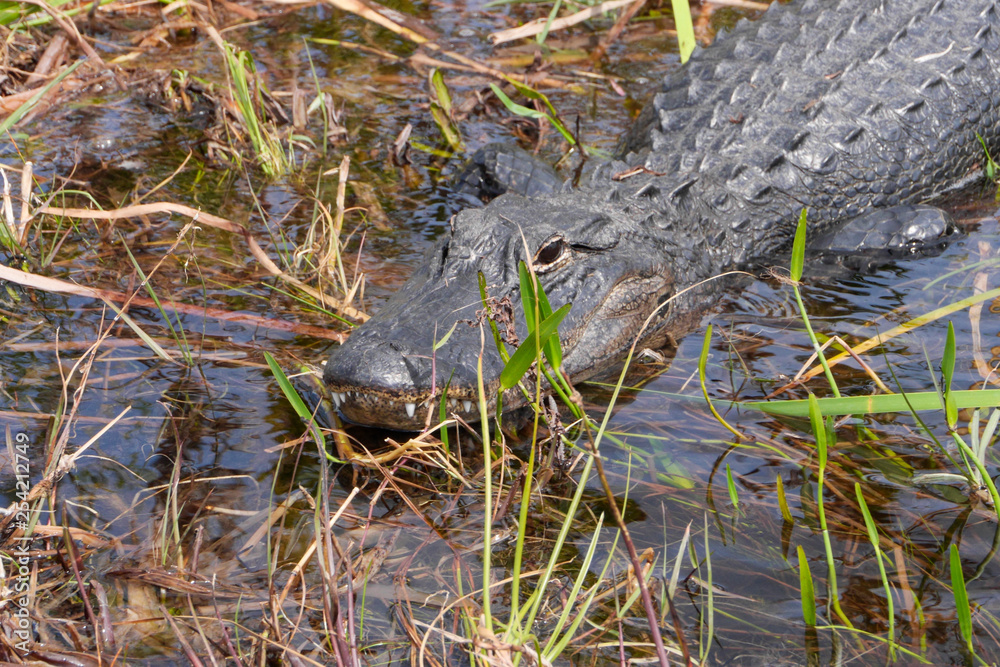 MIAMI, FLORIDA, EVERGLADES AAlligator in the wild. MIAMI, FLORIDA, EVERGLADES AAlligator in the wild.