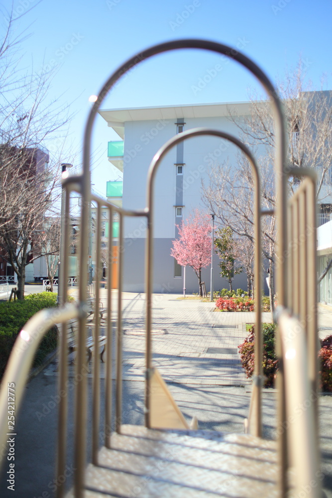 公園の桜 公園の桜