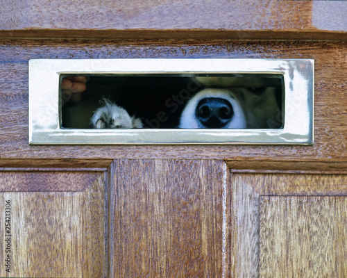 Bild auf Leinwand Postman's ambush.  Border Colley dog looking through a letterbox