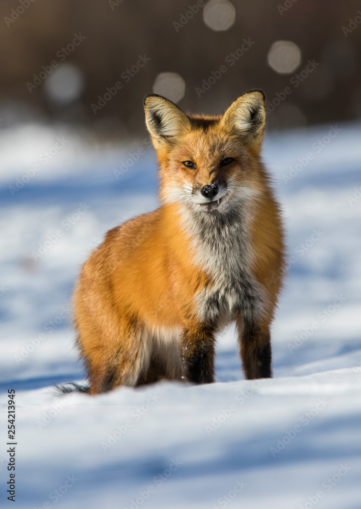 fox hunting squirrels in winter