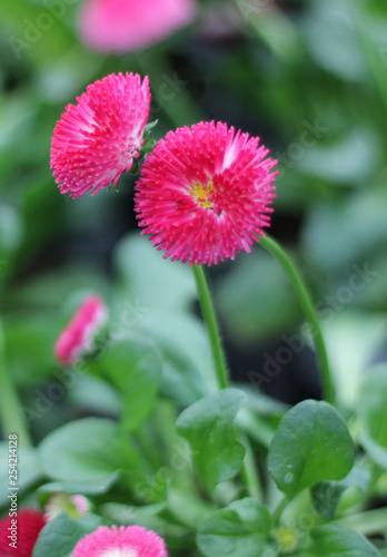 Beautiful flowers home.