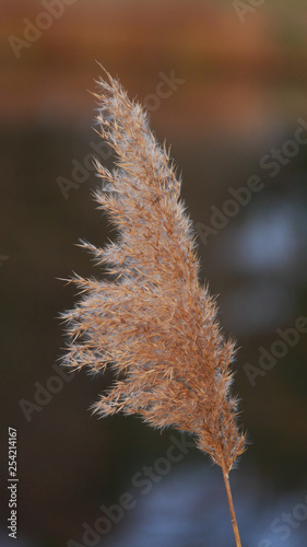 Reeds close-up