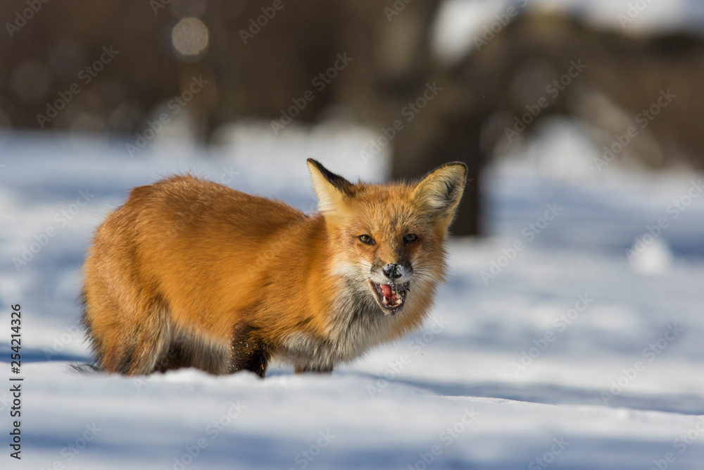 fox hunting squirrels in winter