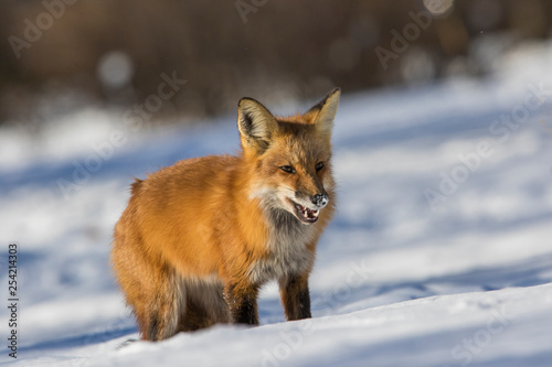 fox hunting squirrels in winter © Mircea Costina