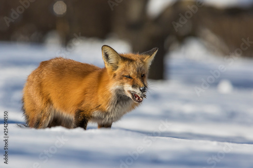 fox hunting squirrels in winter