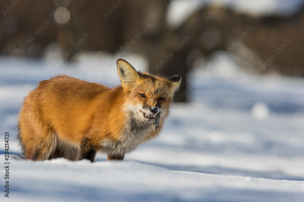 fox hunting squirrels in winter fox hunting squirrels in winter