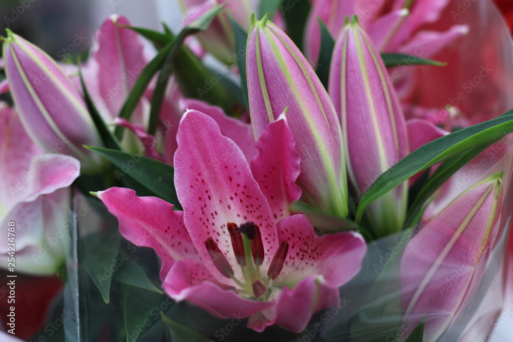 Lilies pink bouquet. Beautiful flowers.