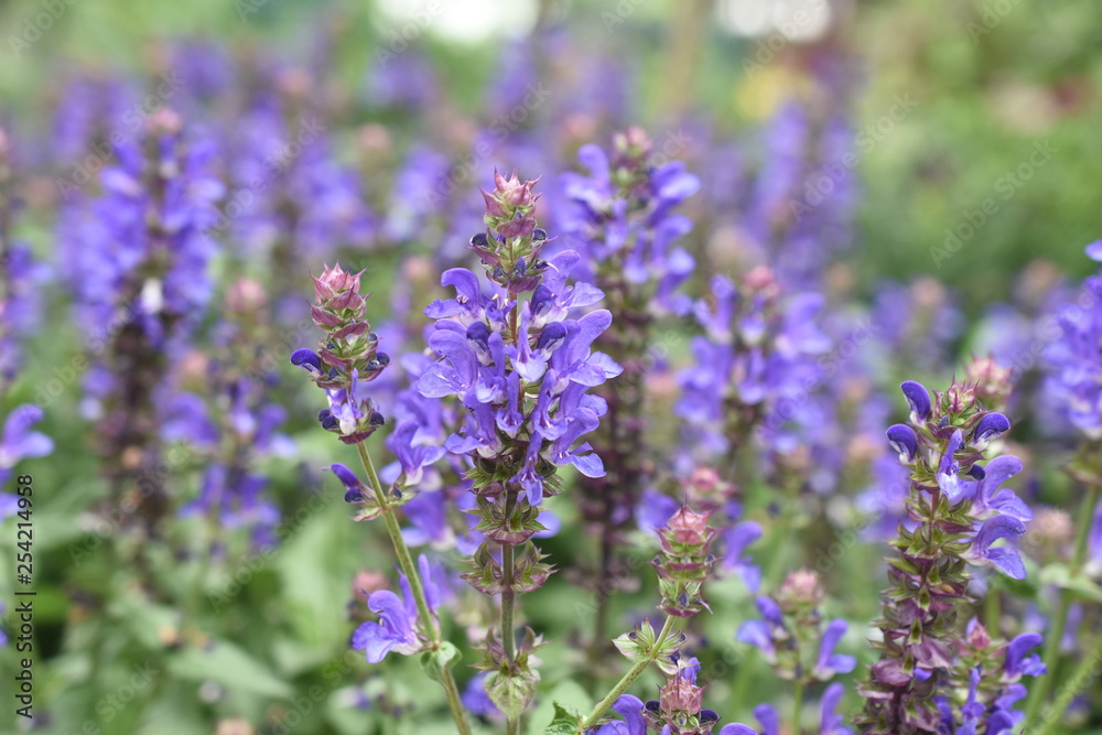 Obraz premium Katzenminze Nepeta Blüte Staude Gartenpflanze winterhart Blau Katzenliebling