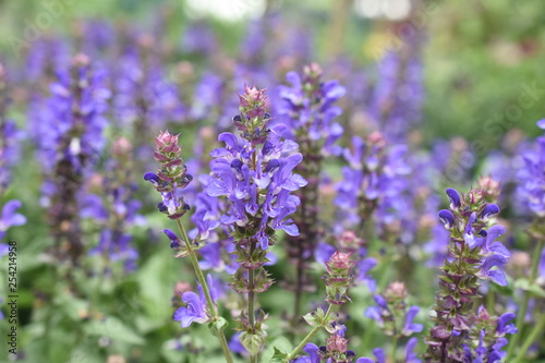 Katzenminze Nepeta Blüte Staude Gartenpflanze winterhart Blau Katzenliebling photo