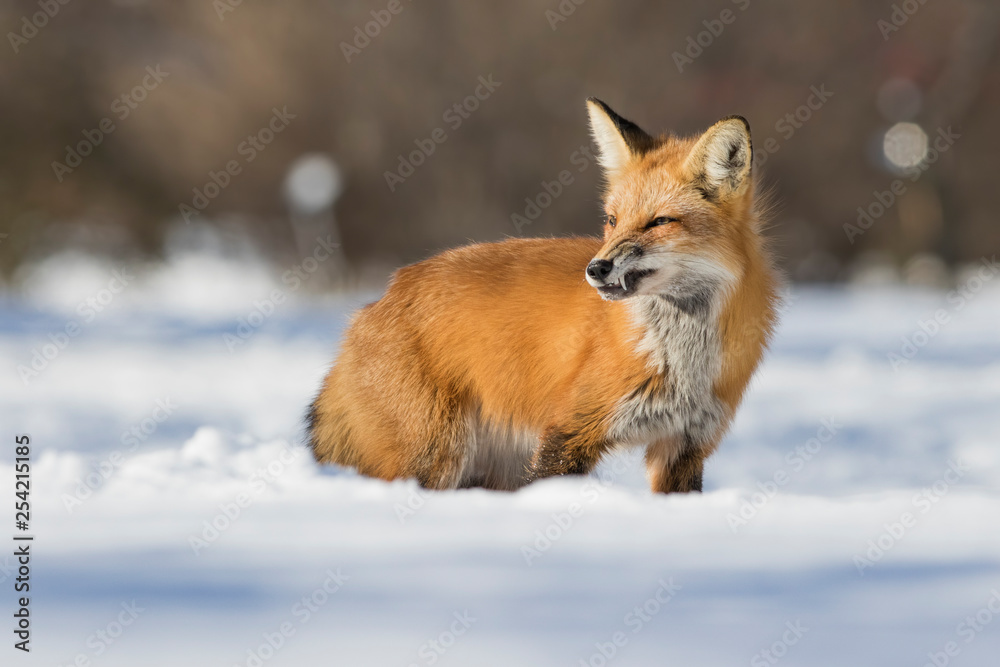 fox hunting squirrels in winter