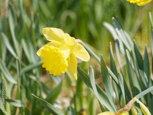 Gros plan sur une fleur de narcisse ou jonquille jaune (Narcissus pseudonarcissus)