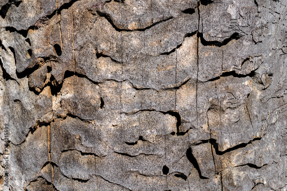 Fototapeta premium wood texture. background old panels