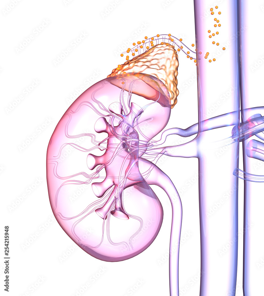 Human kidney with highlighted adrenal gland and hormones floating in