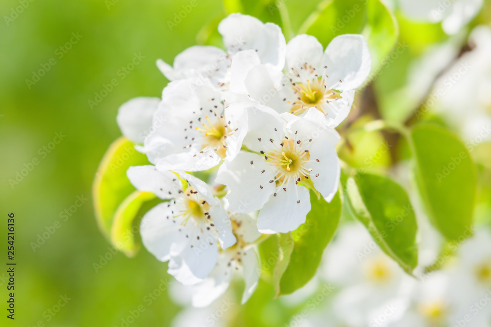 White flowers on the branch of fruit tree