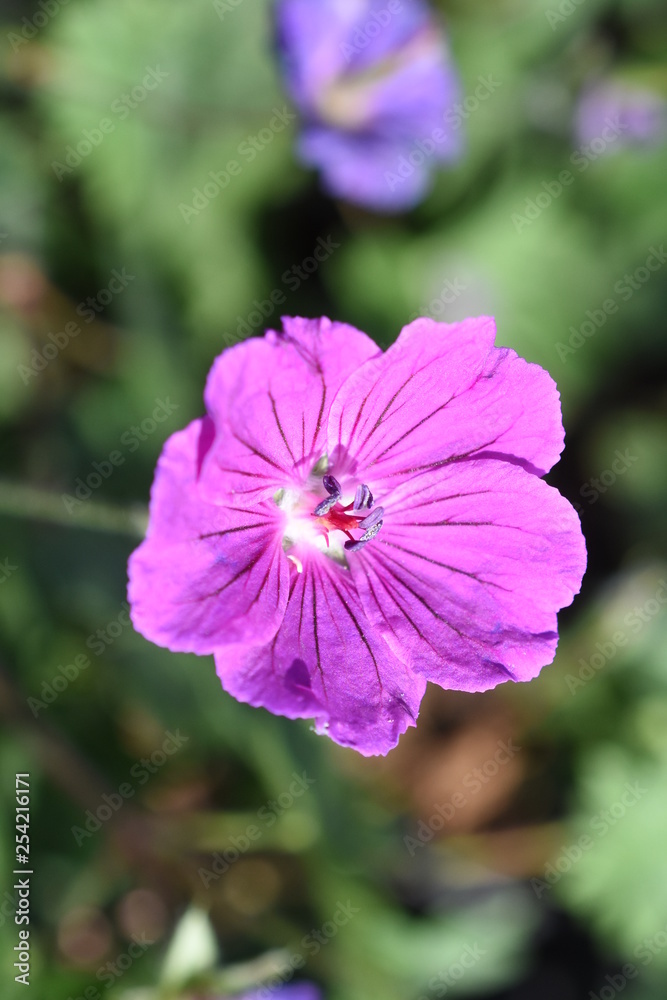 Blutstorchschnabel Geranium Tiny Monster pink rosa Gartenpflanze Winterhart Staude Sommerblüher