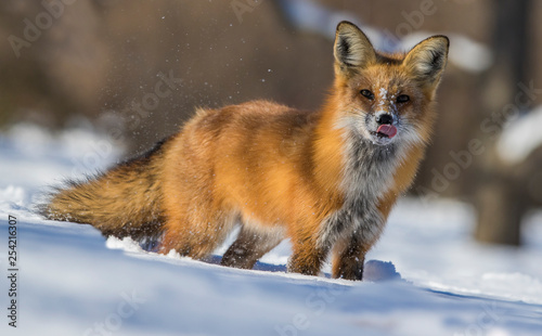 fox hunting squirrels in winter