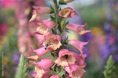 Fingerhut Digitalis purpurea Gifitg Rosa Rose Ivory Insket Biene Nahrungsquelle Nektarpflanze Gartenpflanze winterhart Staude 
