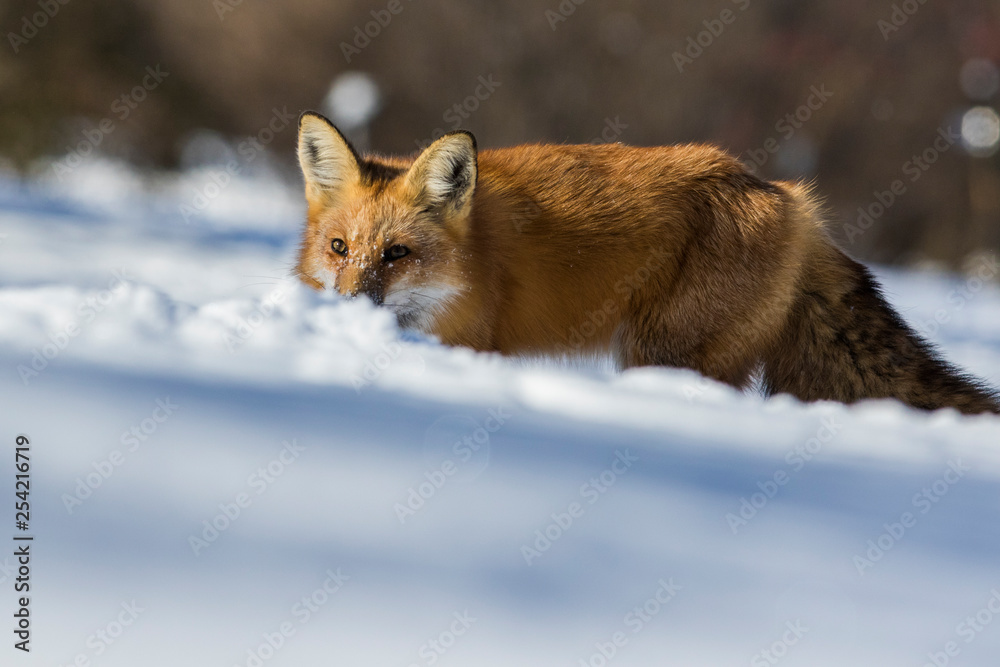 fox hunting squirrels in winter fox hunting squirrels in winter