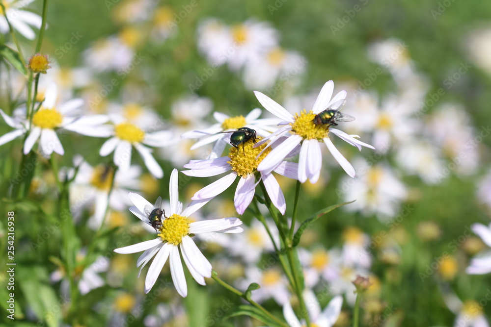Schönaster Kalimeris incisa alba weiß Gartenpflanze Staude winterhart