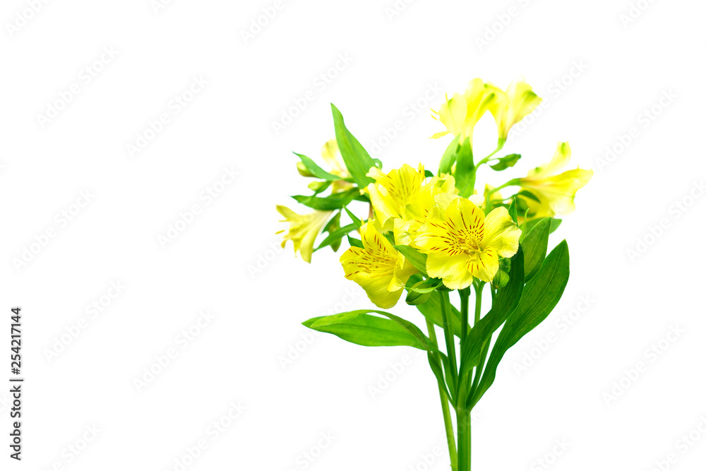 Yellow alstroemeria flowers and leaves on isolated background.