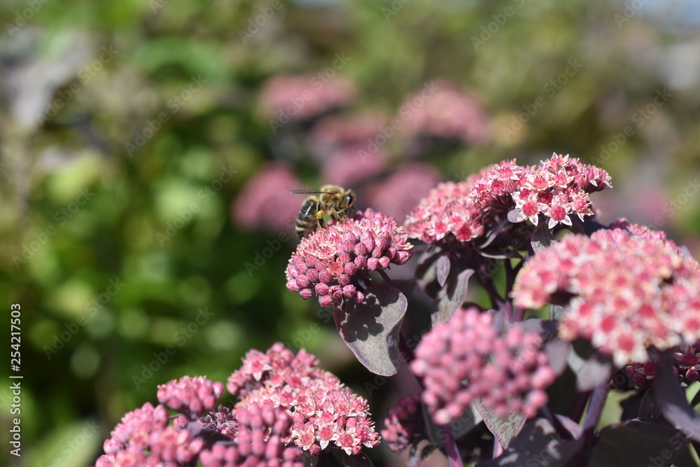 Pflaumenfetthenne Sedum cauticola robustum Biene Insekt Blüte Knospen