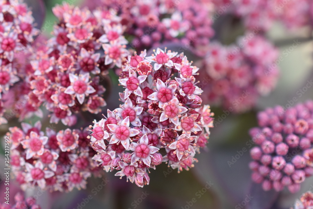 Pflaumenfetthenne Sedum cauticola robustum Biene Insekt Blüte Knospen