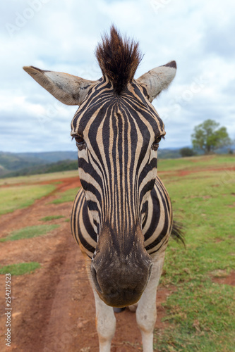 cape mountain zebra close up detail of head
