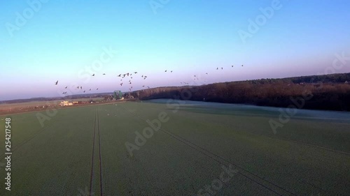 I was feeling like a goose flying for minutes in a swarm of greylag goose in germany (Graugänse Flug) photo