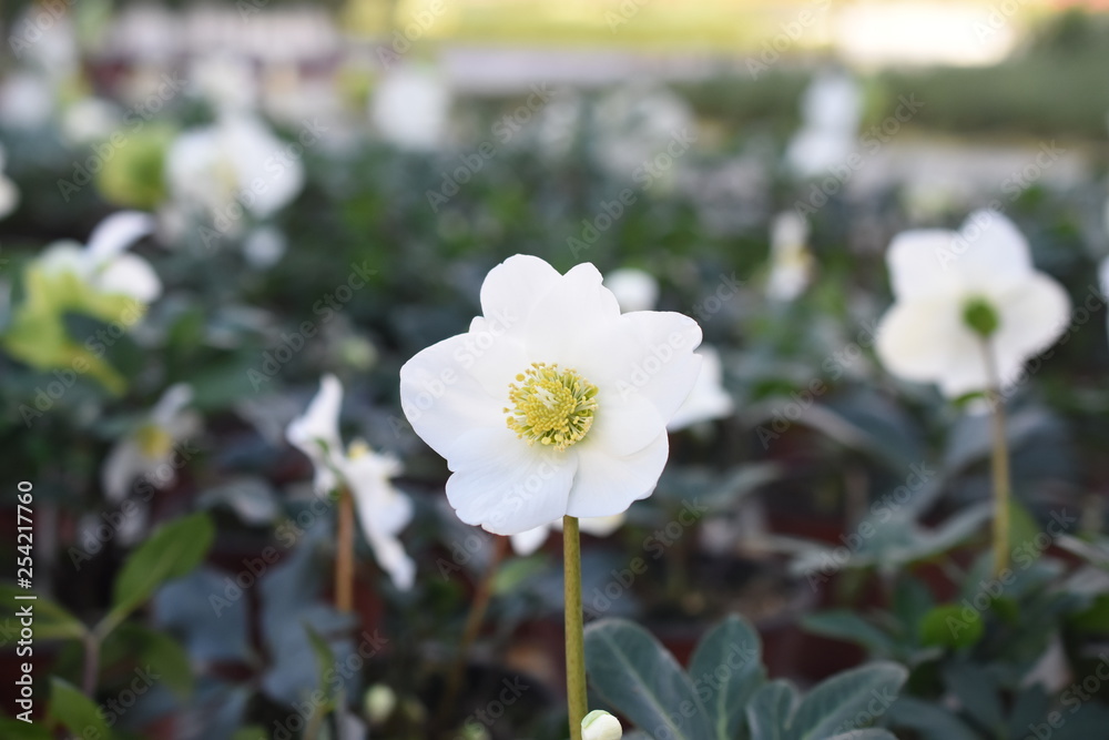 Fototapeta premium Schneerose Helleborus nigra Gartenpflanze Frühlingblüher Winterpflanze Staude winterhart weiß 