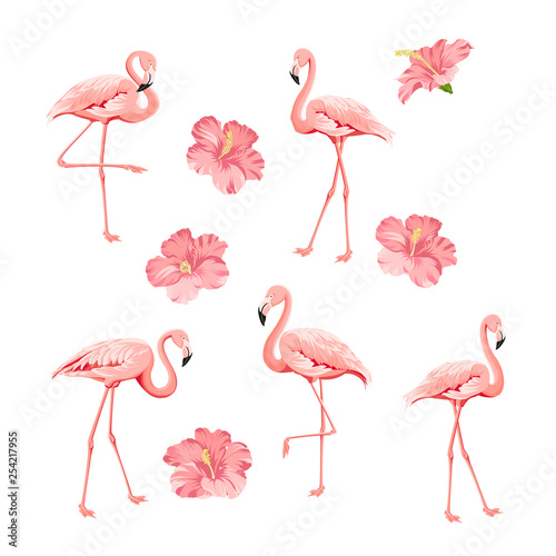 Tropical birds and flowers collection. Pink flamingos set. Hibiscus flowers kit. Fashion tropic bundle. Elements for invitation card and your template design. Vector illustration. © Kotkoa