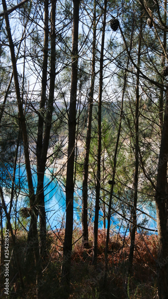 Obraz premium Pines with Old clay quarry turned into a lake in background