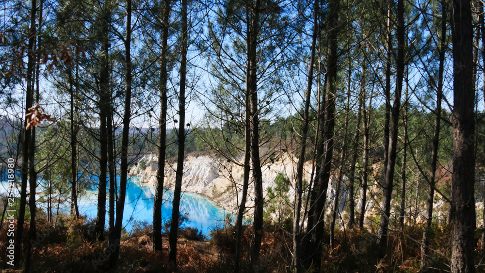 Pines with Old clay quarry turned into a lake in background Pines with Old clay quarry turned into a lake in background